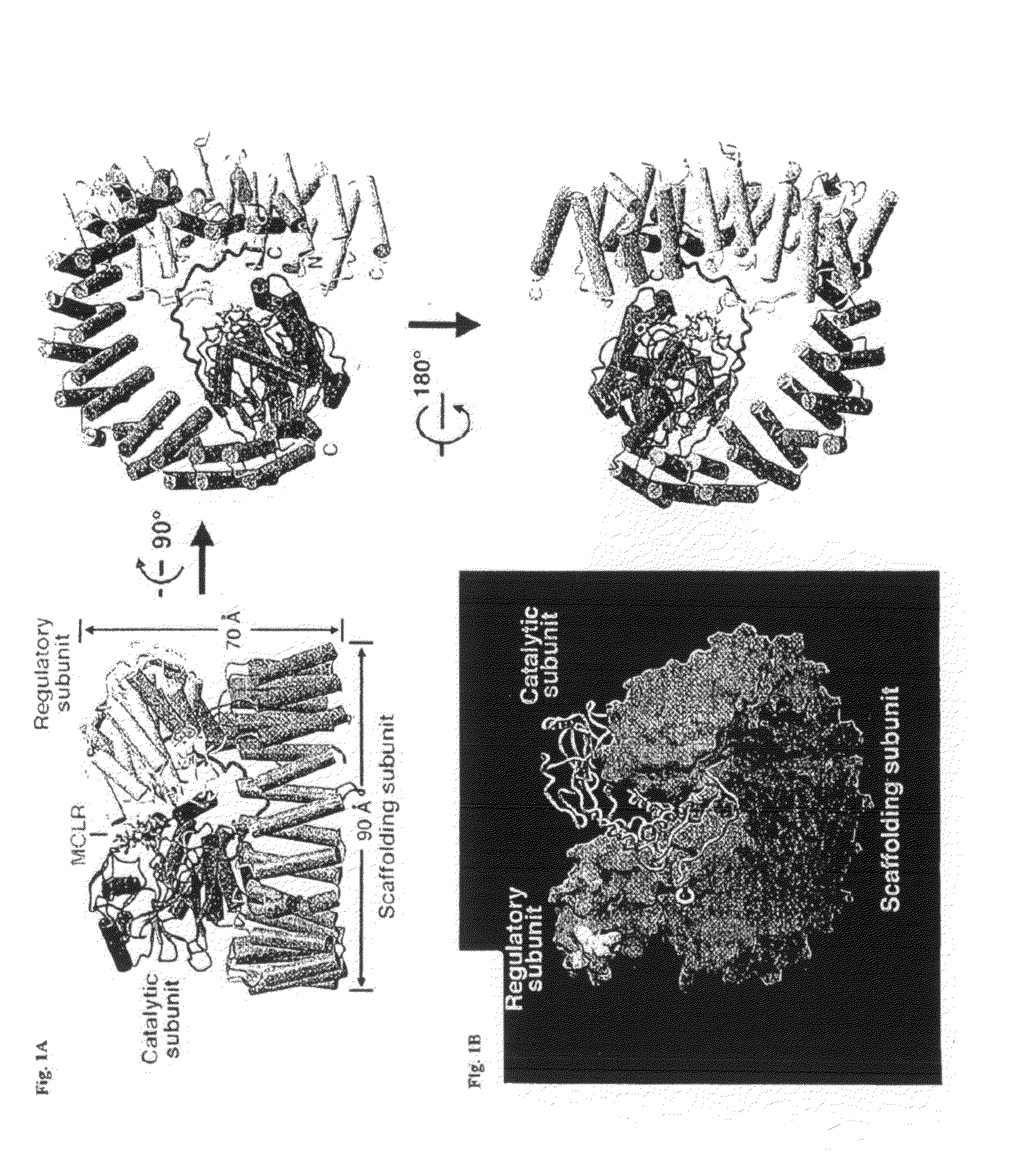 Modulators of protein phosphatase 2a holoenyme