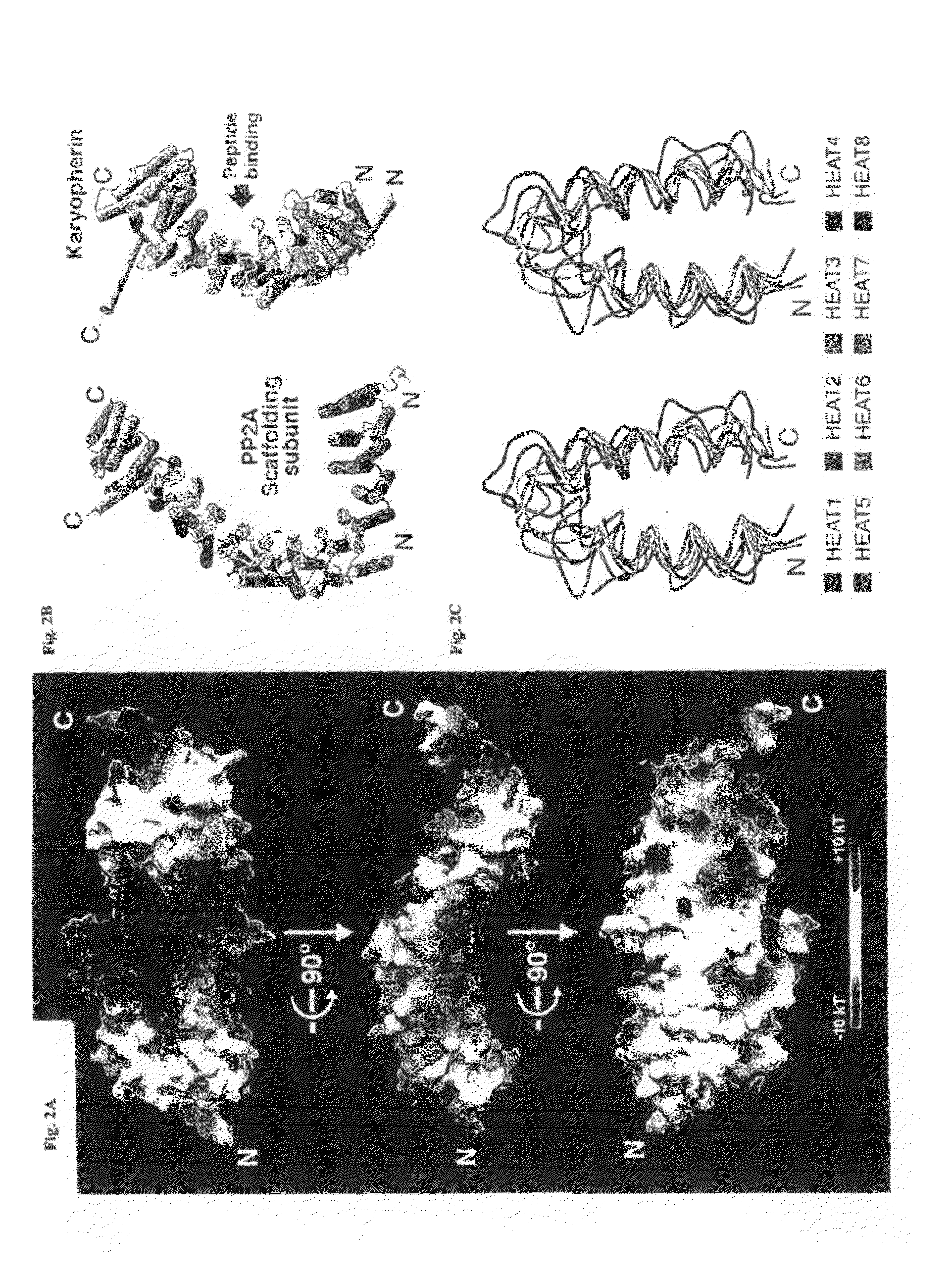 Modulators of protein phosphatase 2a holoenyme