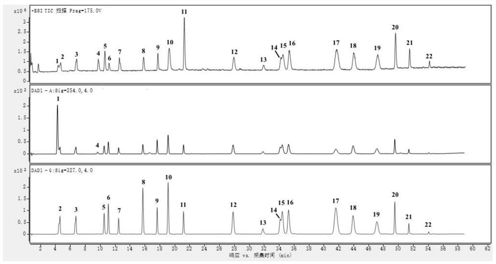 Method for simultaneously determining various phenolic acids in honeysuckle