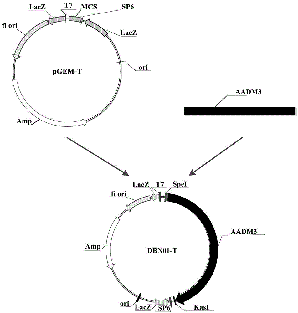 Herbicide resistance protein, its encoding gene and use