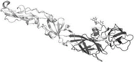 The use of the highly active expression duck Tembusu virus e protein core antigenic domain protein