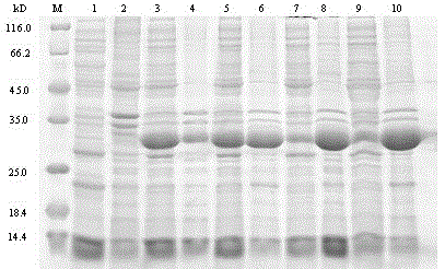 The use of the highly active expression duck Tembusu virus e protein core antigenic domain protein