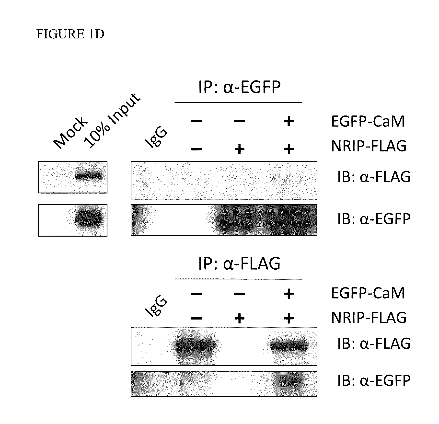 Nrip knockout mice and uses thereof