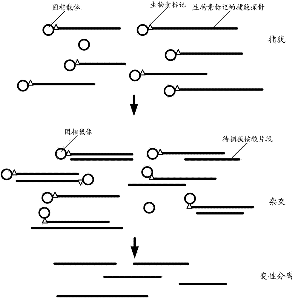 Method for capturing nucleic acid fragment