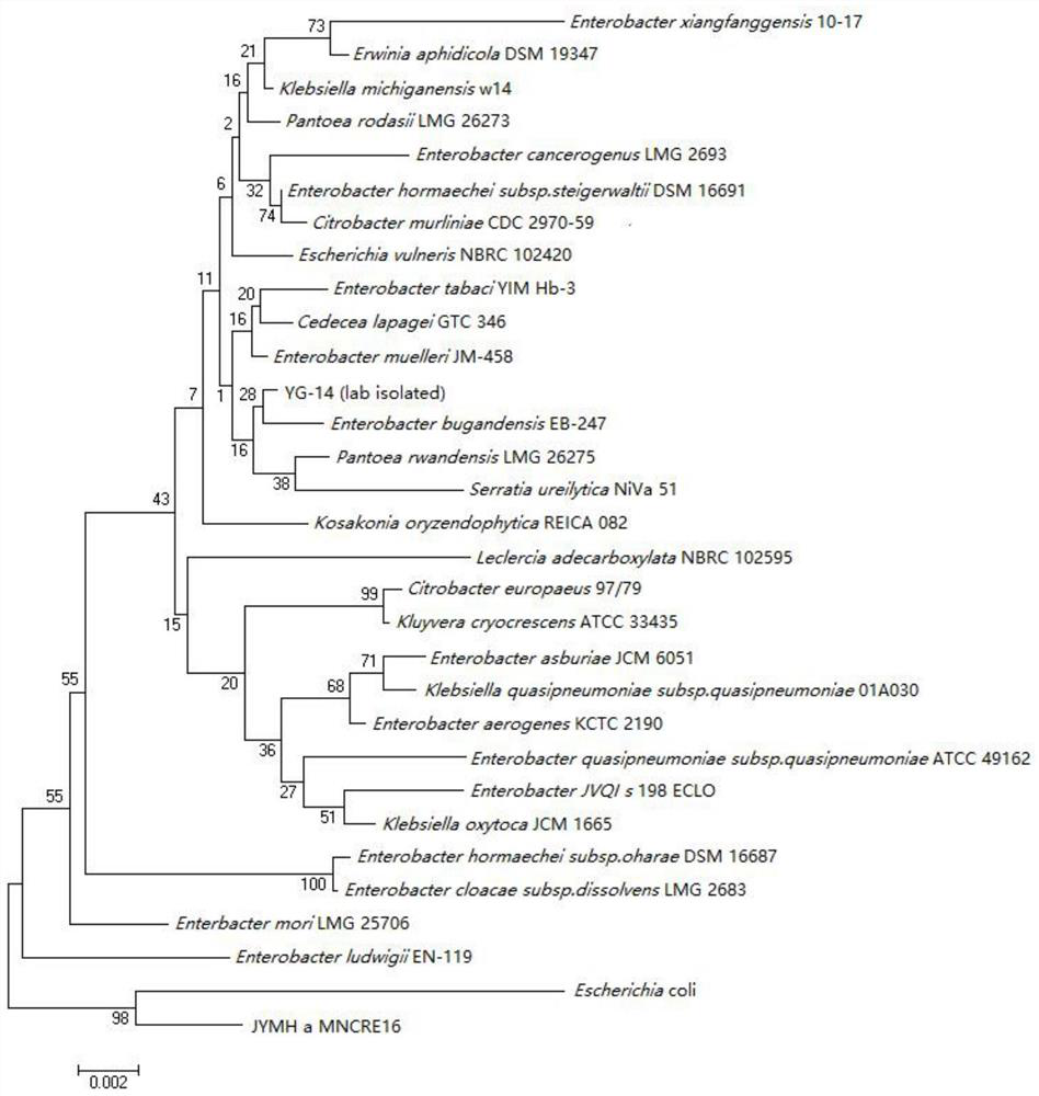 Endophytic Enterobacter yg-14 resistant to heavy metals