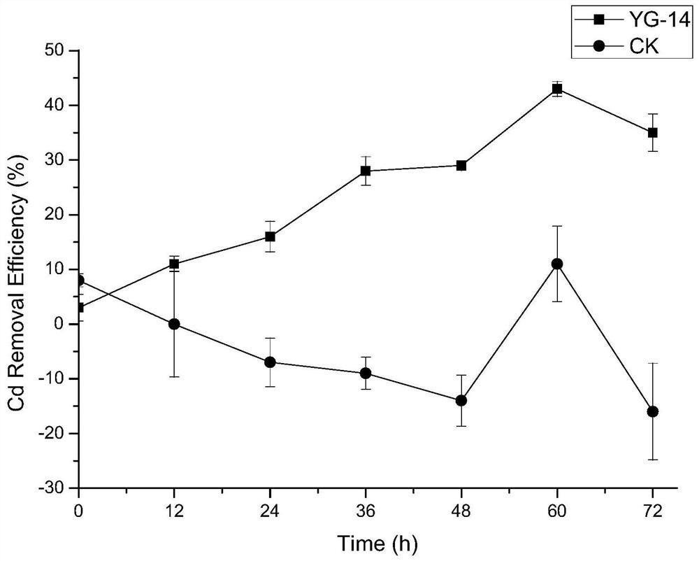 Endophytic Enterobacter yg-14 resistant to heavy metals