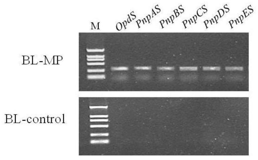 Organophosphorus hydrolase genome expressed in escherichia coli and application thereof