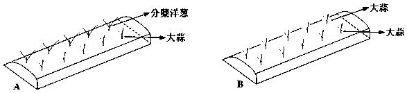 A planting method for tillering onion and garlic intercropping to promote flowering of garlic