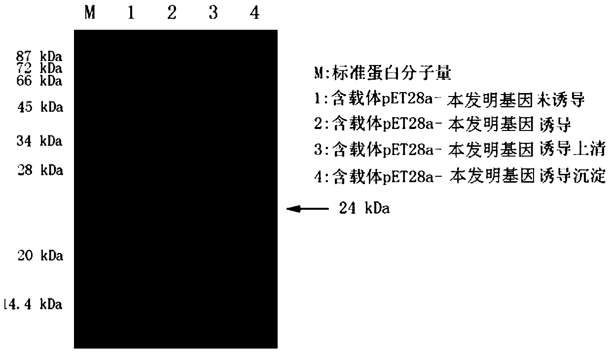 A kind of ultraviolet stress-related gene of highland barley and its application