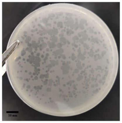 Vibrio parahaemolyticus bacteriophage, bdellovibrio bacteriovorus and application thereof
