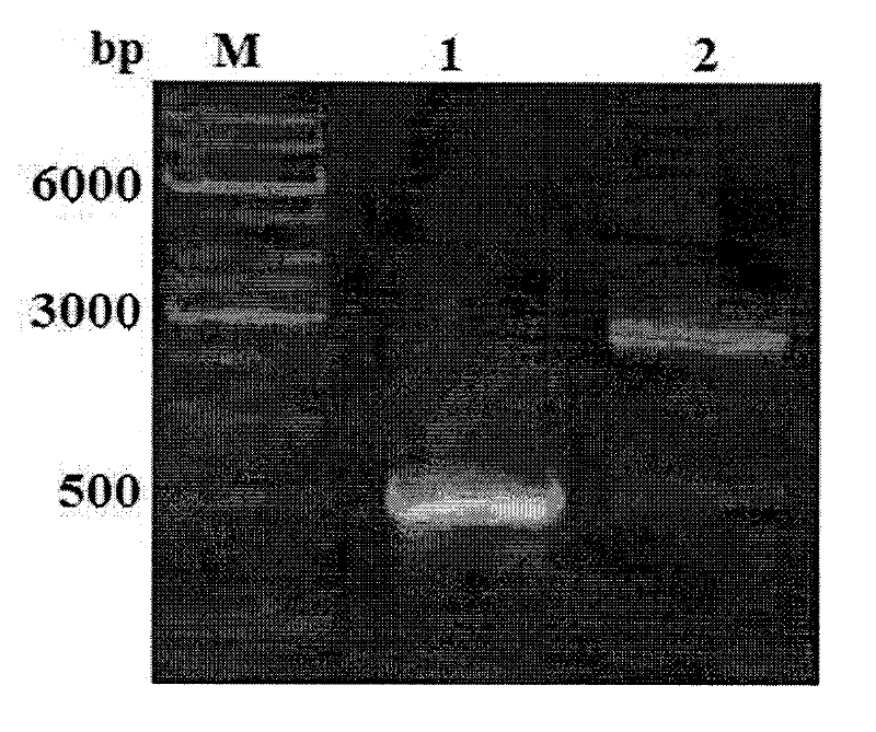 Recombinant antimicrobial peptide (AMP) as well as genetic engineering preparation method and application thereof