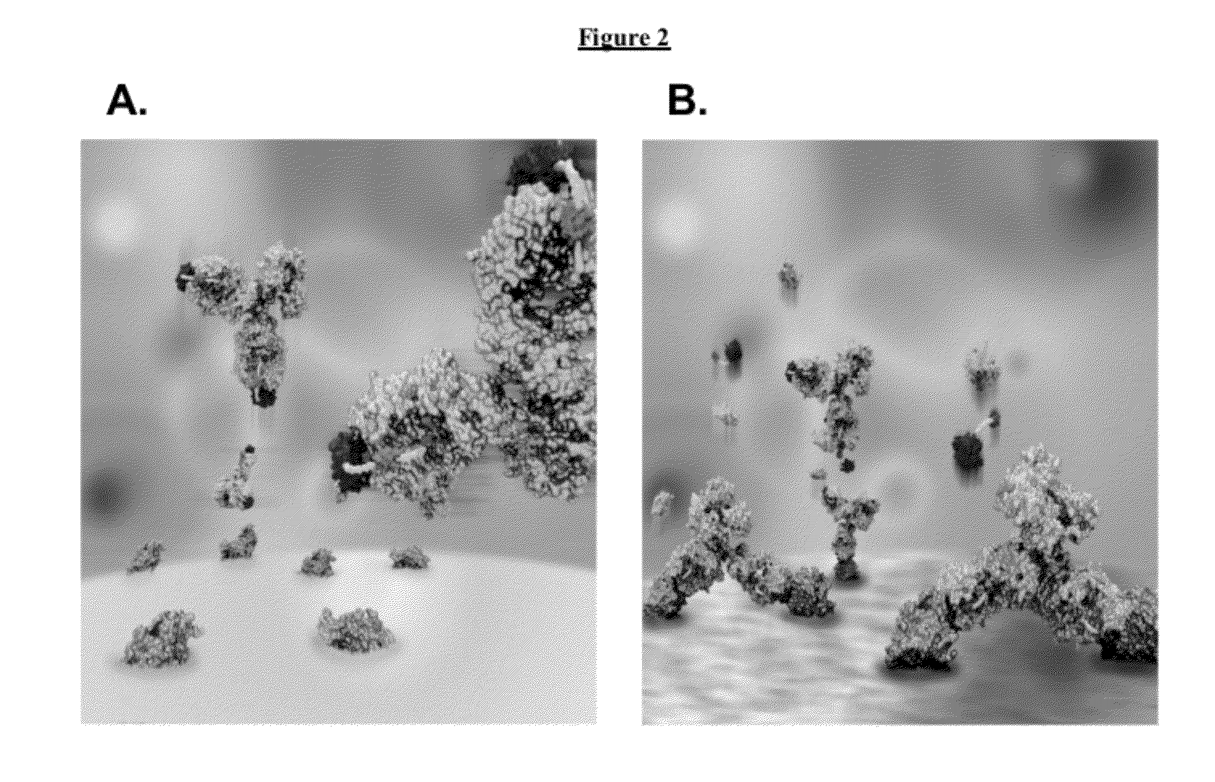 Modified Antibody Compositions, Methods of Making and Using Thereof