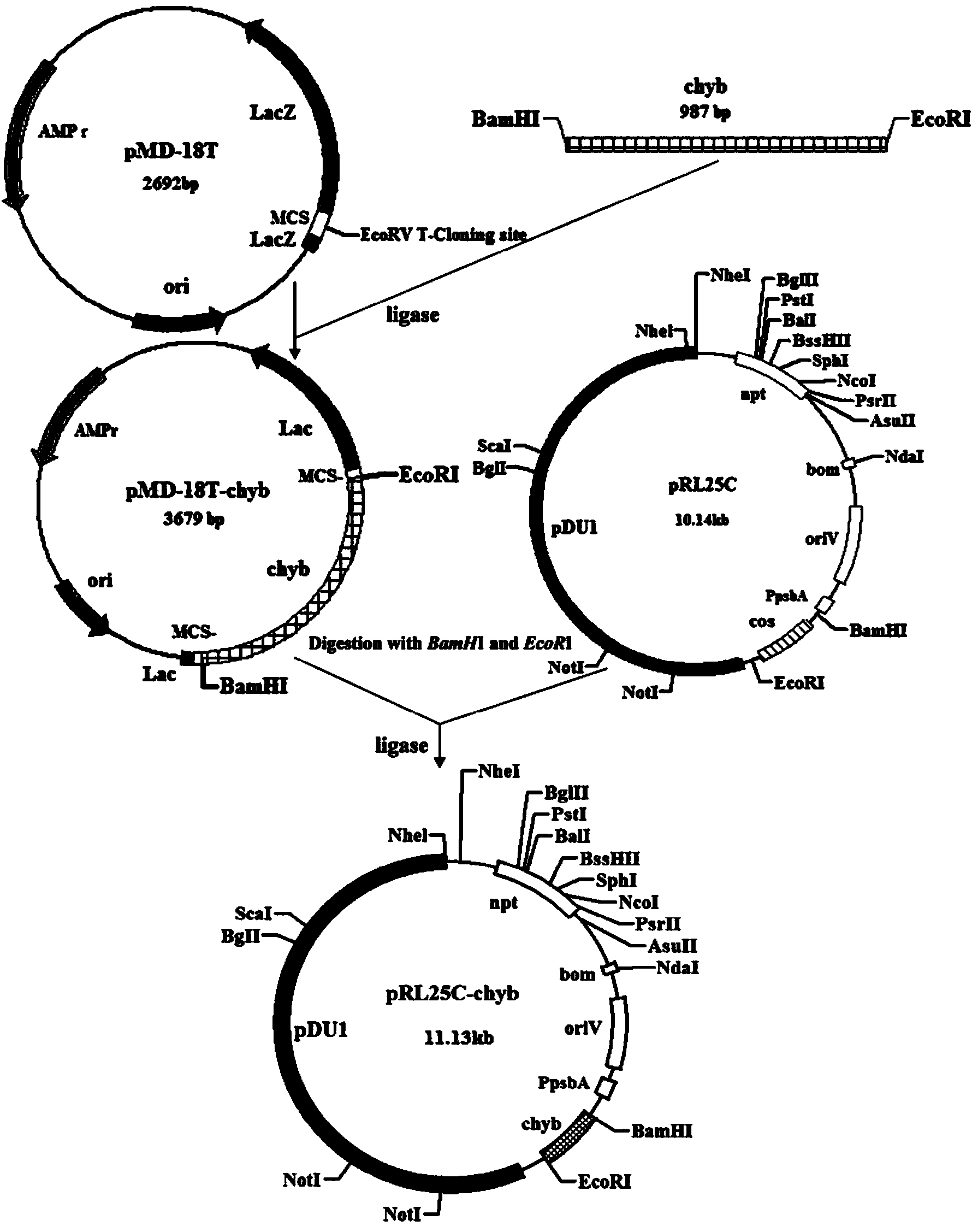 Method for increasing content of zeaxanthin in anabaena