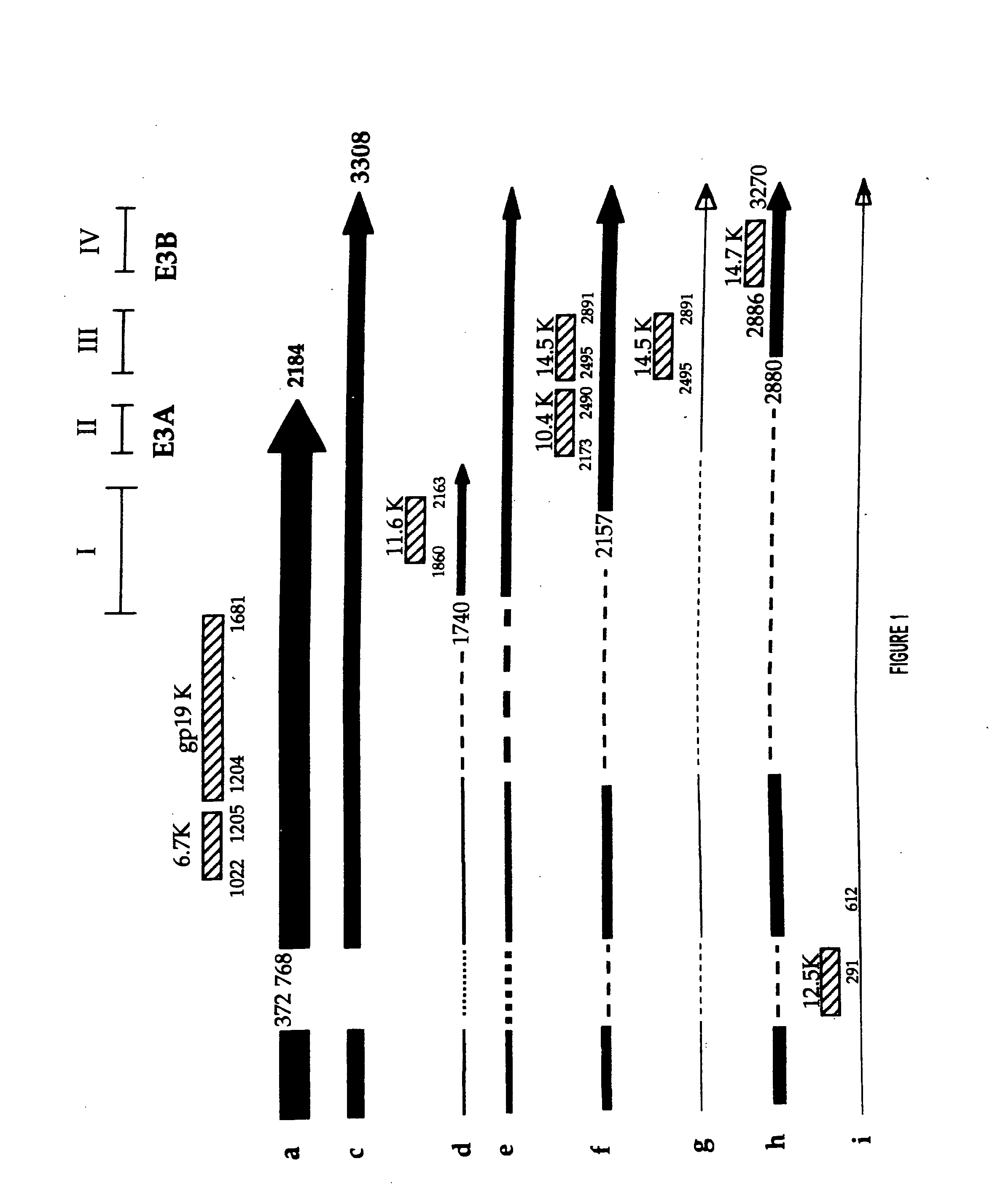 Adenoviral vectors for treating diseases