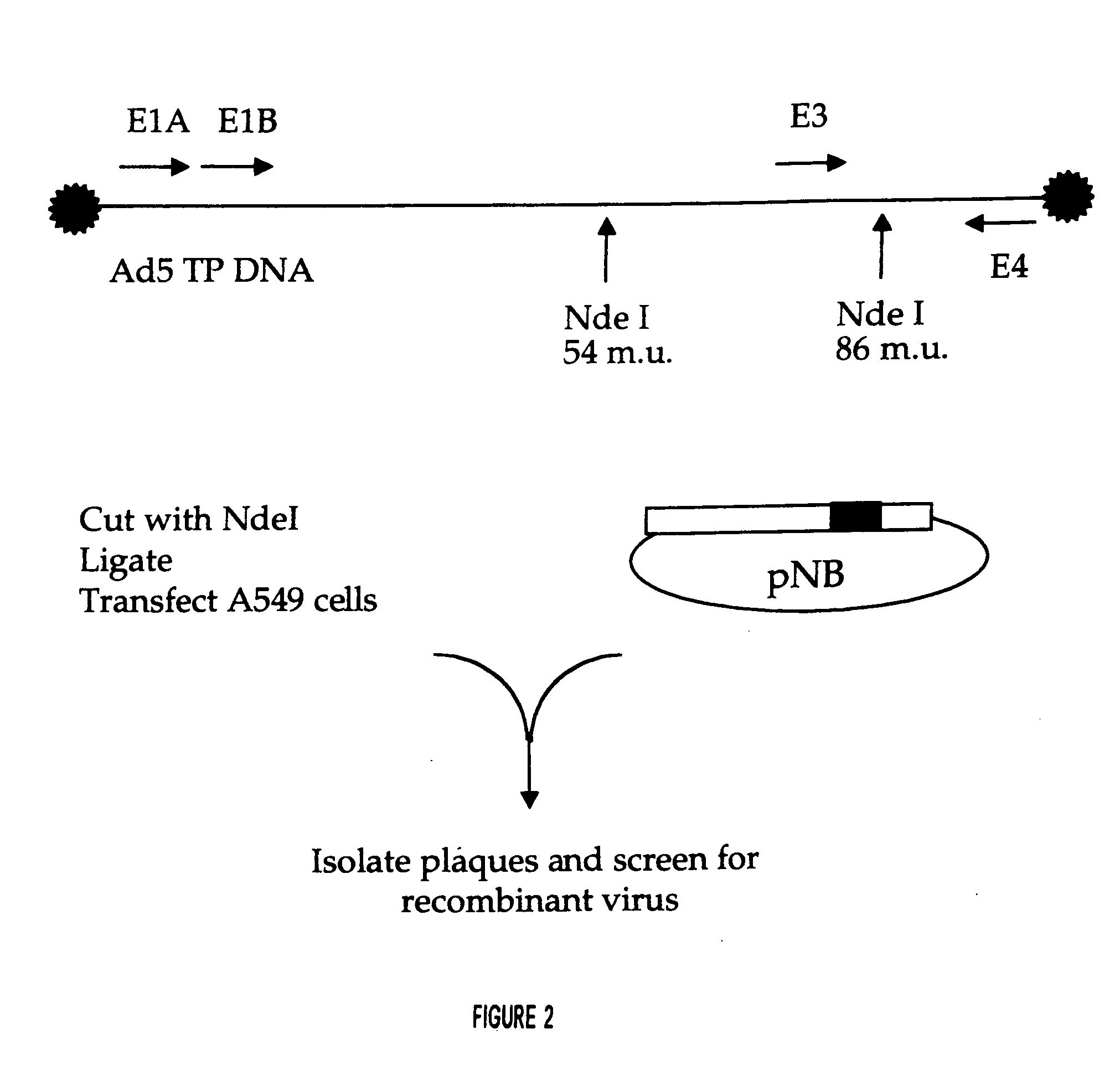 Adenoviral vectors for treating diseases