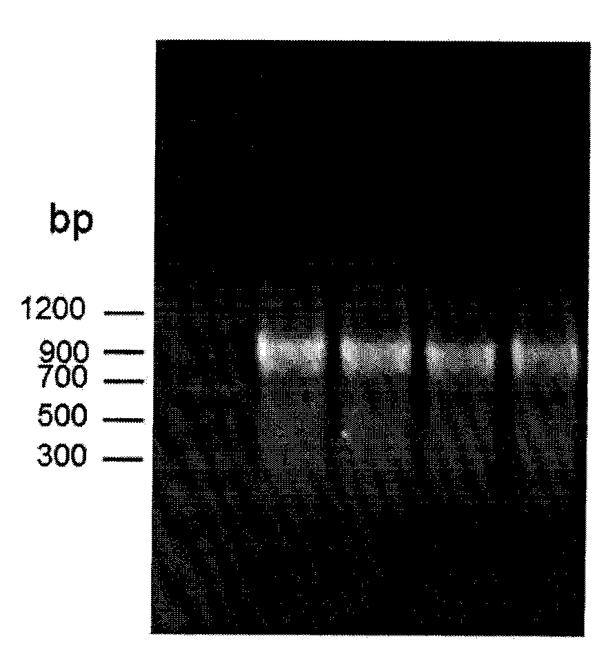 Use of oxidoreductase or recombinase thereof and recombinant oxidoreductase