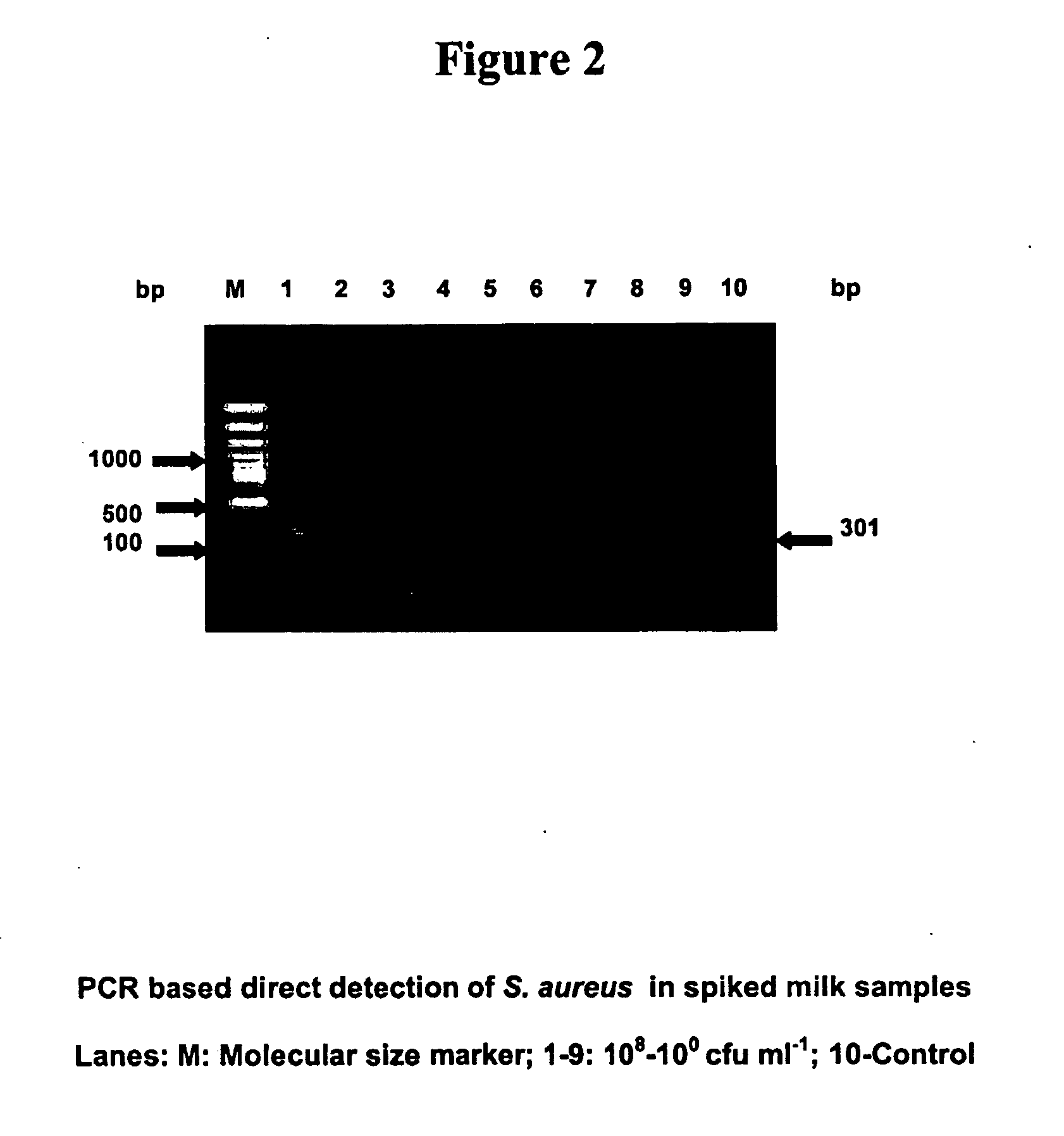 Primers for detecting food poisoning bacteria and a use thereof