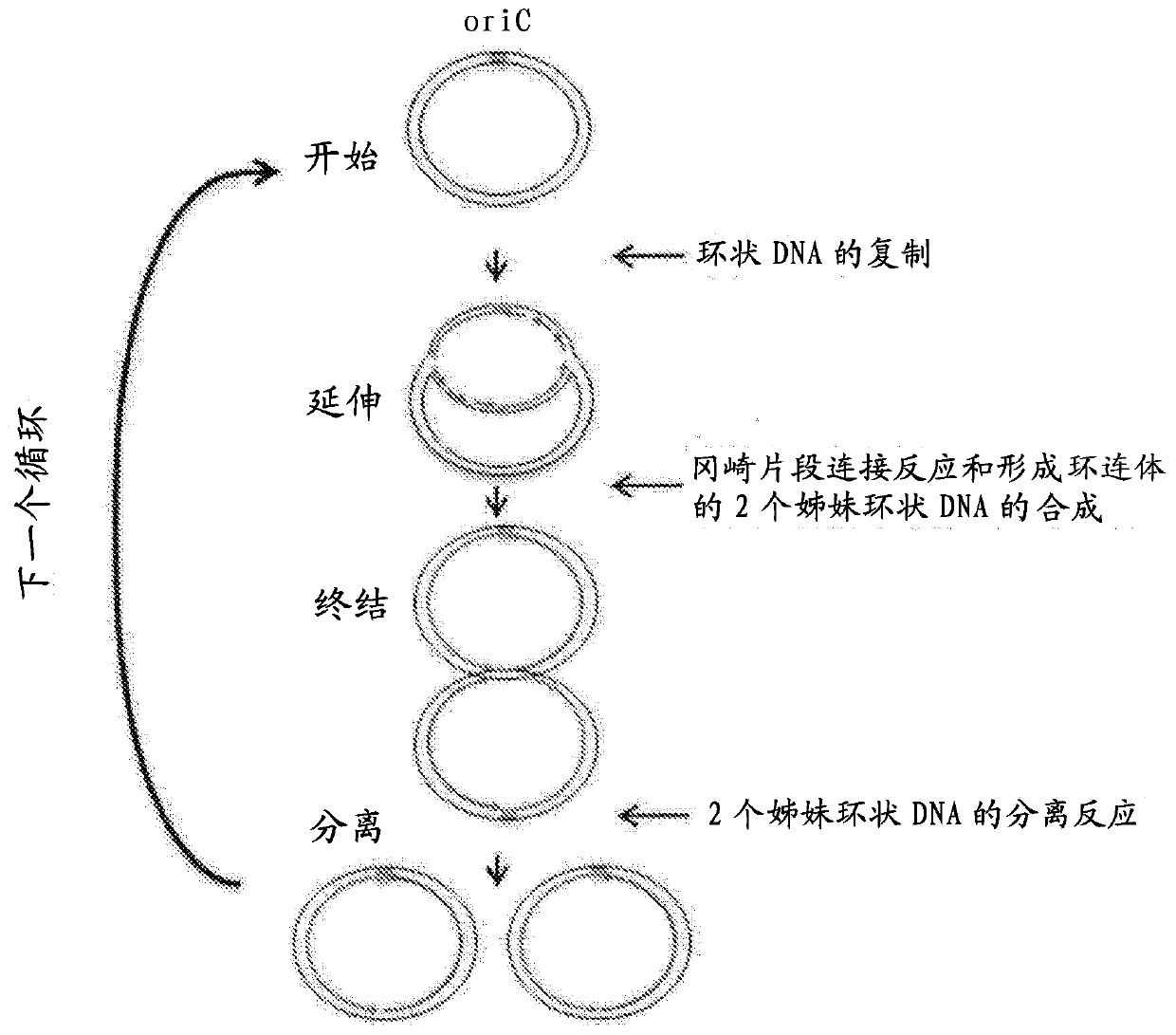 Method for replicating or amplifying circular DNA