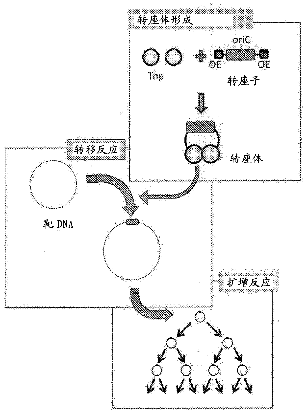 Method for replicating or amplifying circular DNA