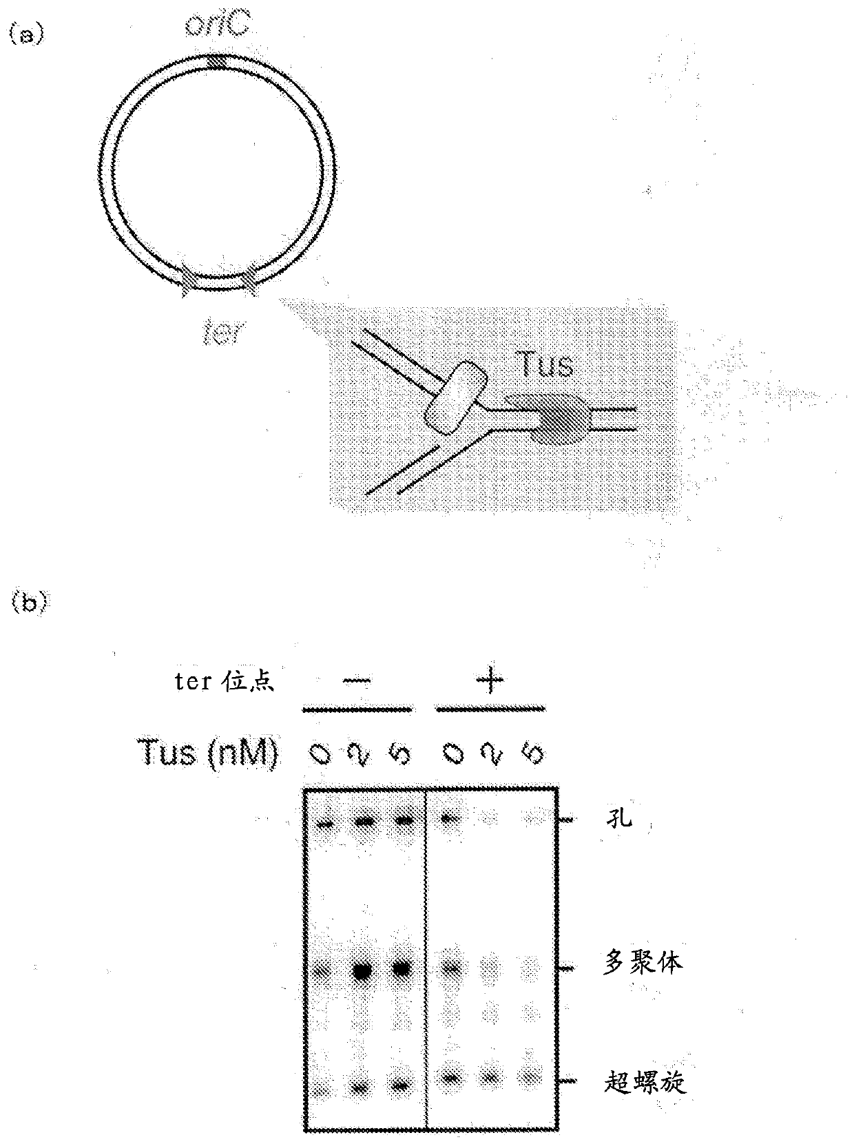 Method for replicating or amplifying circular DNA