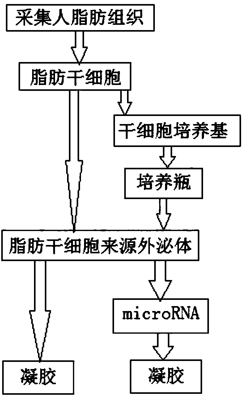 Preparation method of exosome as well as exosome prepared by adopting method and applications of exosome