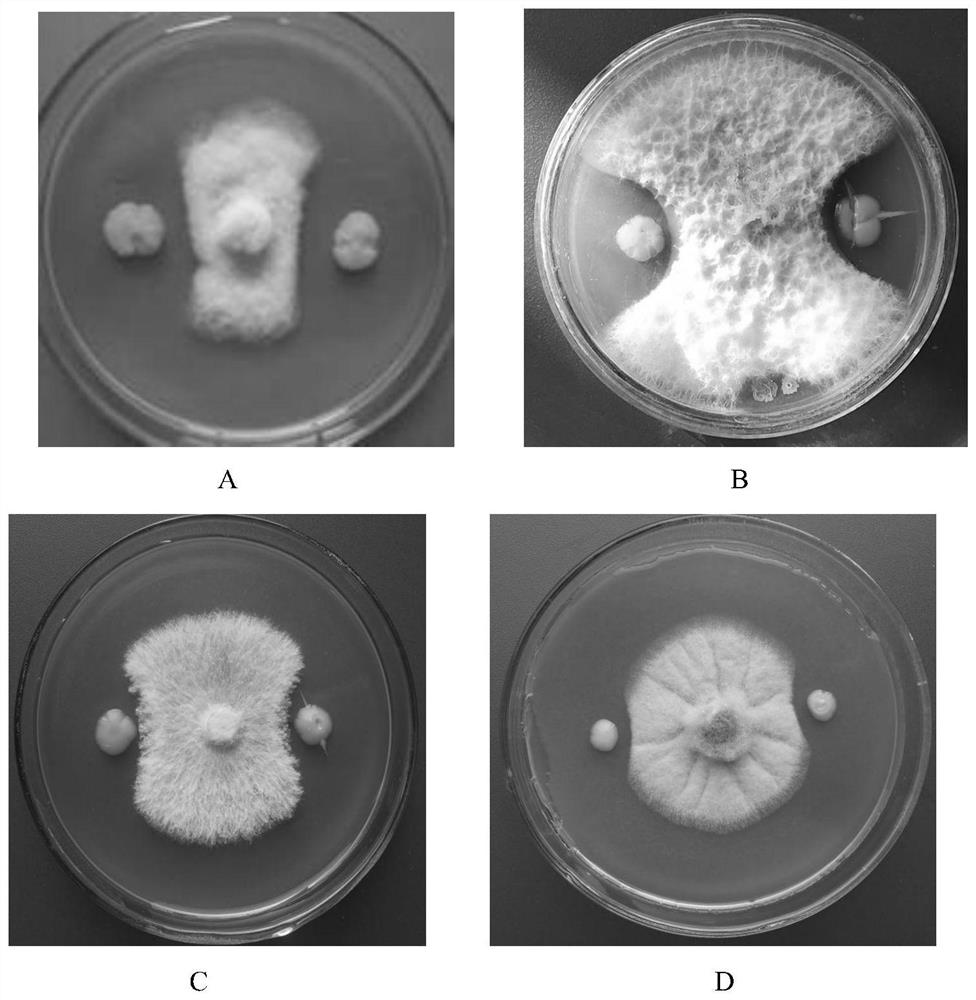 Preparation and application of a strain of Paenibacillus polymyxa and its bacterial agent