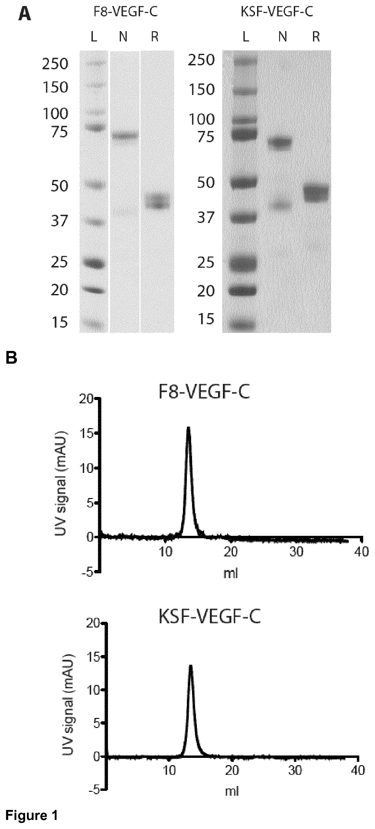 Vascular endothelial growth factor/Anti-fibronectin antibody fusion proteins