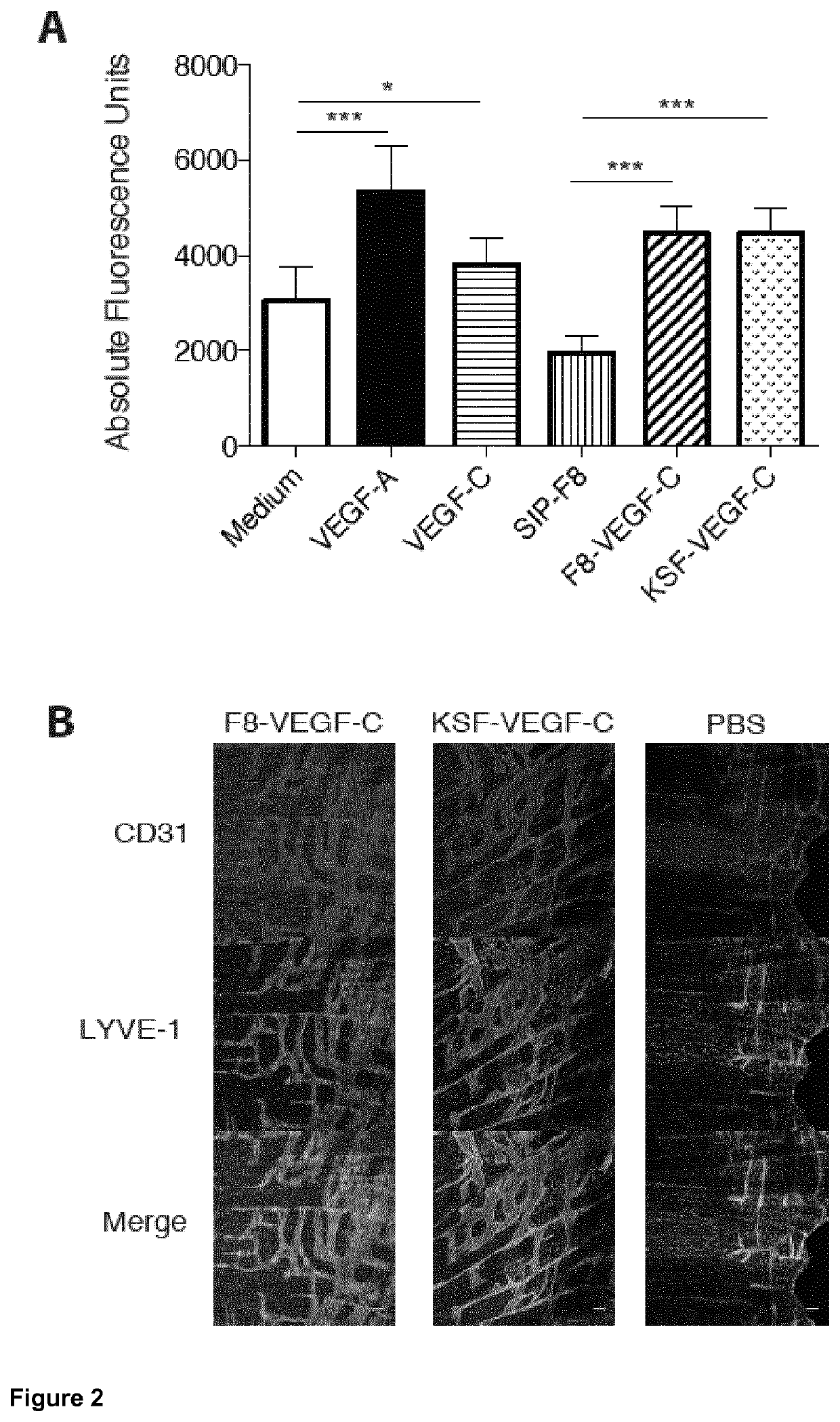 Vascular endothelial growth factor/Anti-fibronectin antibody fusion proteins