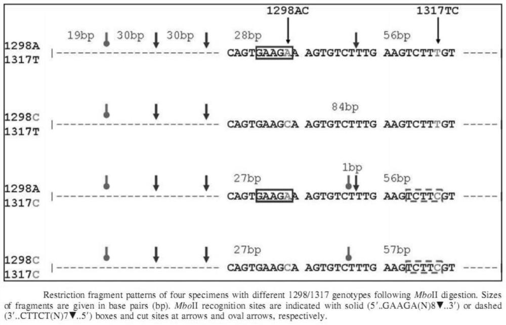 A method and kit for detecting the genotype of the mthfr gene rs1801131 polymorphic site