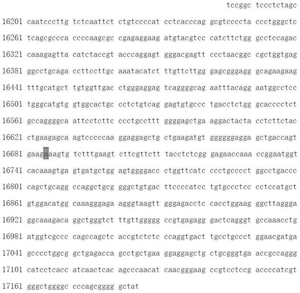 A method and kit for detecting the genotype of the mthfr gene rs1801131 polymorphic site