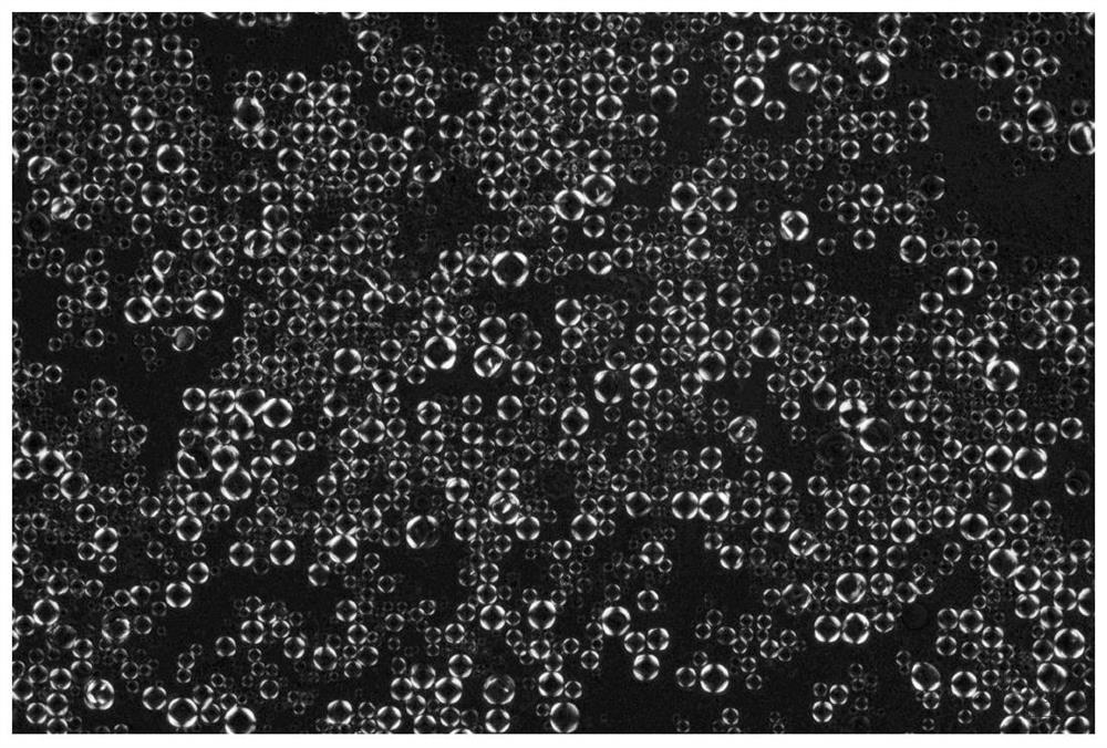 A kind of whitening liquid crystal composition and its preparation method and application