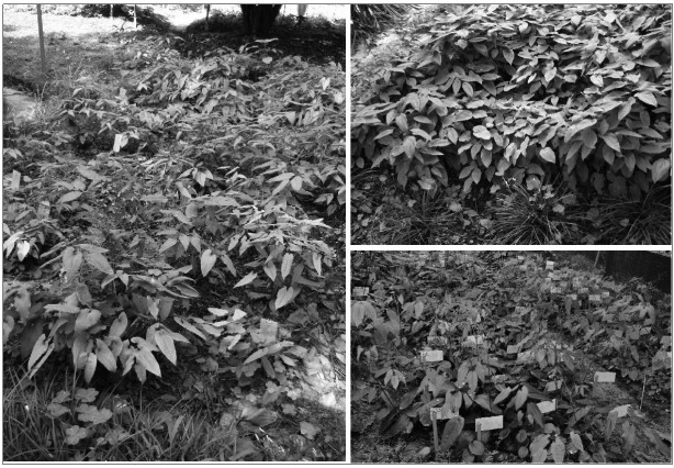 Method for interplanting epimedium sagittatum and economic forest