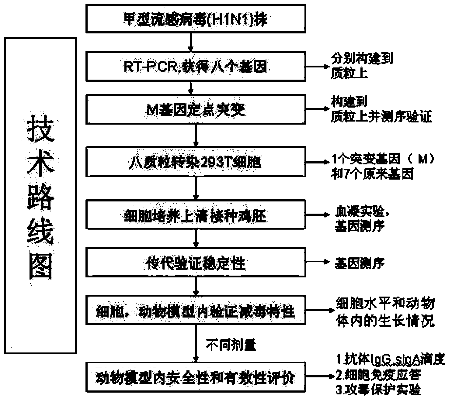 Influenza virus attenuated live vaccine and preparation method thereof