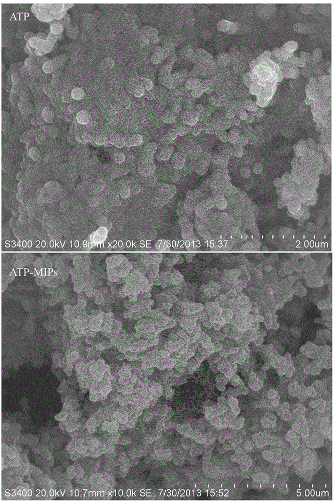Preparation method of molecularly imprinted material on attapulgite surface modified by silane coupling agent for bisphenol A