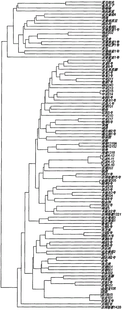 Tomato 212 SNP loci as well as applications thereof to identification of variety authenticity and seed purity of Lycopersicon esculentum
