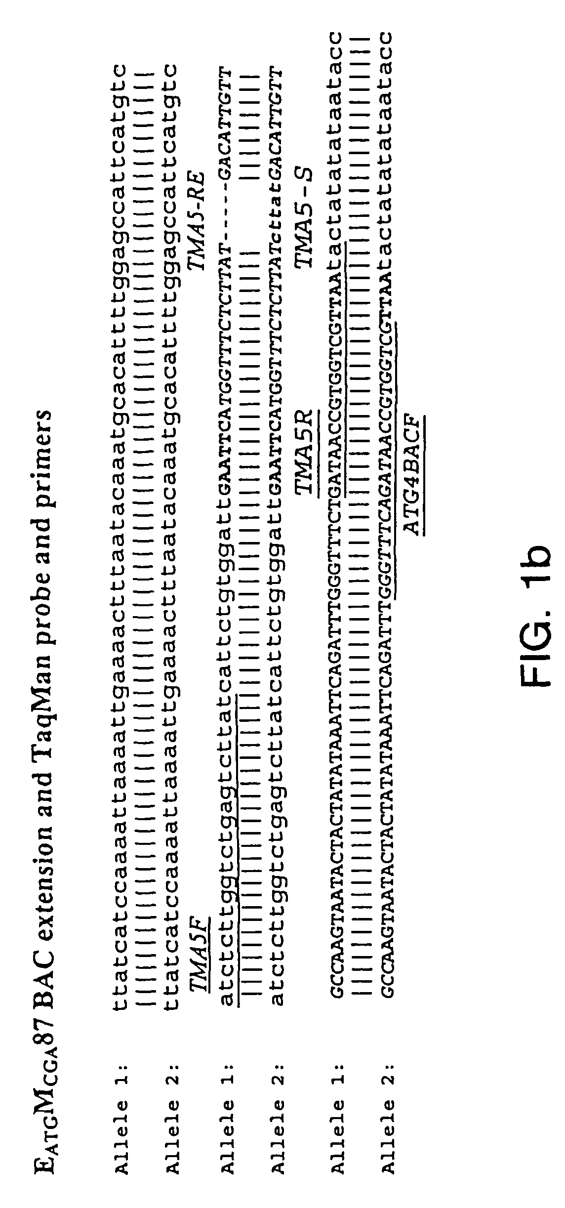 Isolated soybean cyst nematode and soybean sudden death syndrome polypeptides