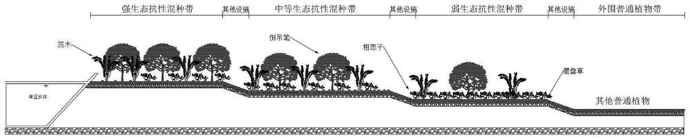 Grass and tree mixed phytoremediation method for coastal saline-alkali soil