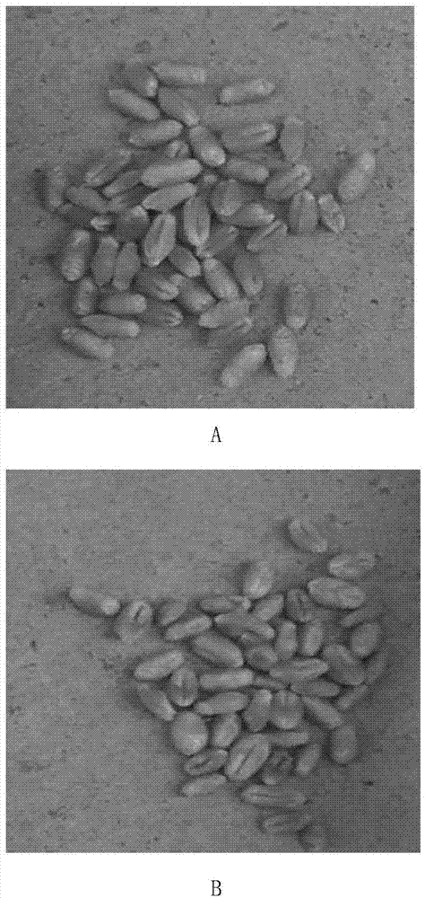 Wheat hybridization bag and application thereof