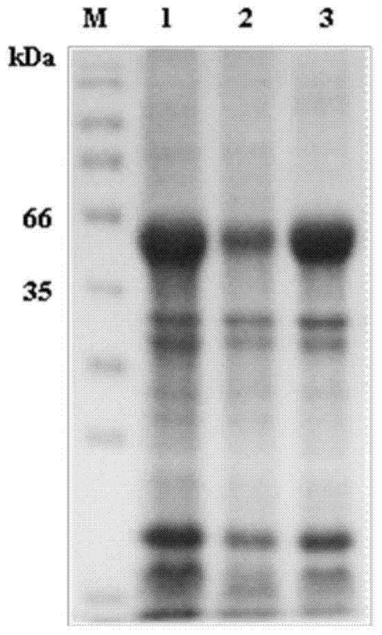 Plasmodium vivax PvMSP1 recombinant antigenic protein as well as preparation method and application thereof