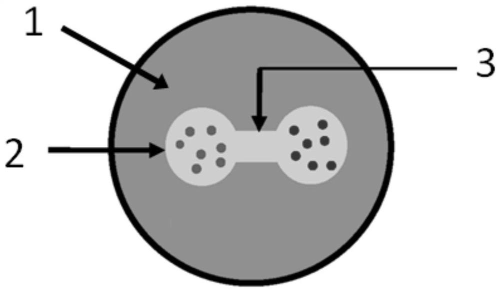 3D co-culture model of fibroblasts and cancer cells as well as preparation method and application of model