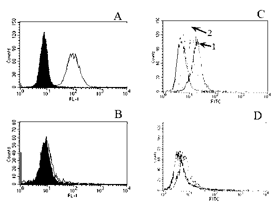 Targeted peptide of epidermal growth factor receptor (EGFR) and application thereof