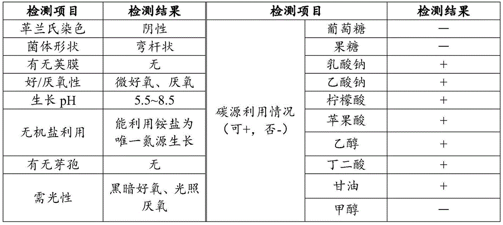 Photosynthetic bacterium strain, liquid manure containing same, preparation method of liquid manure and application of liquid manure