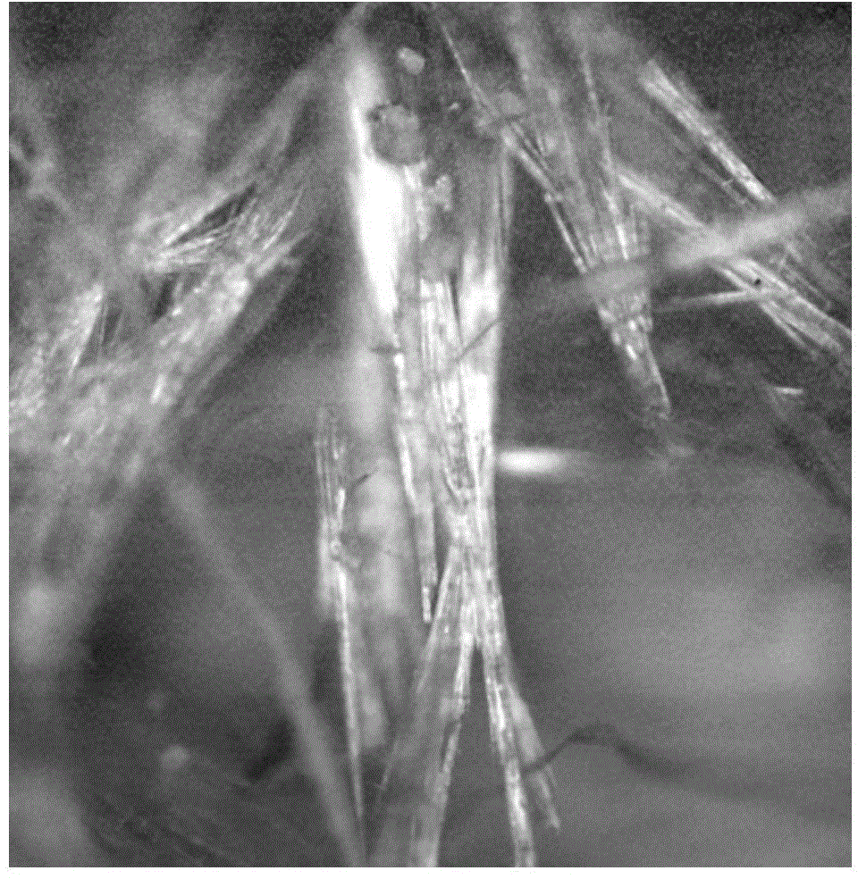 Method for extracting isobavachalcone from fresh angelica keiskei