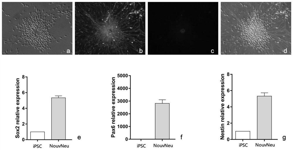 Chemical induction method of cortex neurons, and culture medium