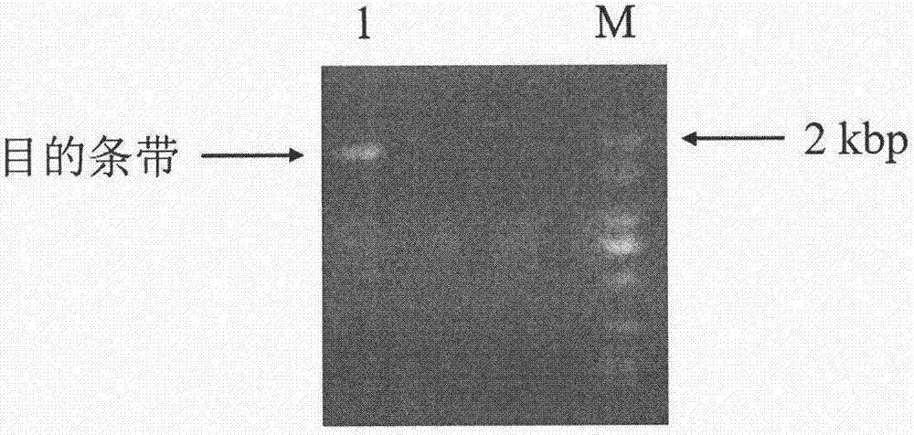 P-coumaric acid-3-hydroxylase as well as coding gene and application thereof