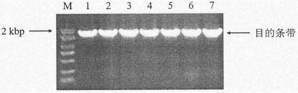 P-coumaric acid-3-hydroxylase as well as coding gene and application thereof