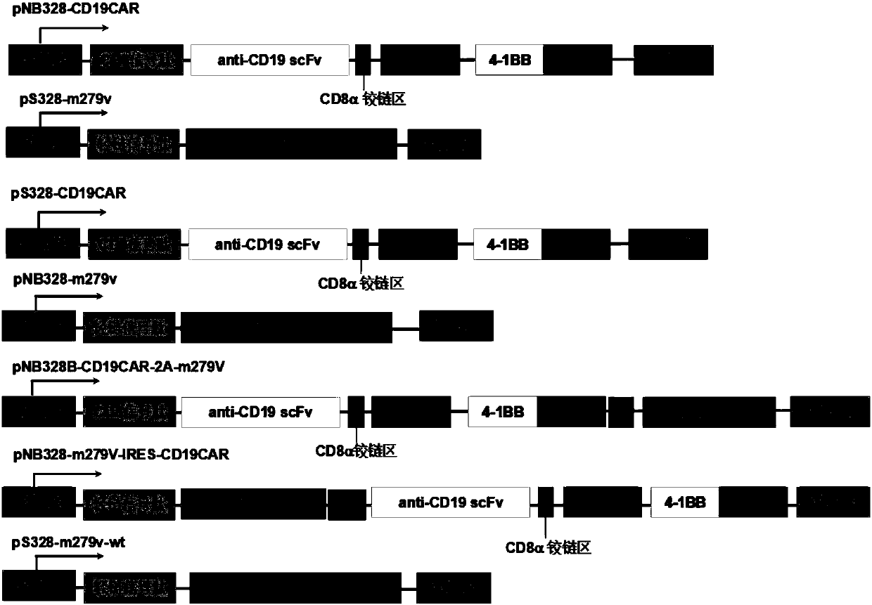 CAR-T cell specifically targeting CD19 antigen and stably expressing PD-1 antibodies at high levels as well as application of CAR-T cell