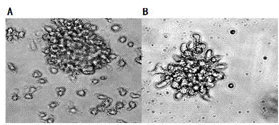 Mass preparation method for cord blood CD34+ hematopoietic stem cell-derived dendritic cells