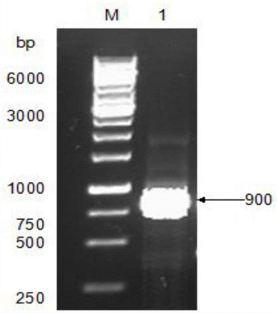 Heterodimer protein of recombinant human bone morphogenetic protein and efficient expression and renaturation method of heterodimer protein