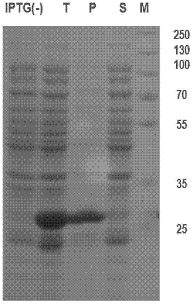 Heterodimer protein of recombinant human bone morphogenetic protein and efficient expression and renaturation method of heterodimer protein